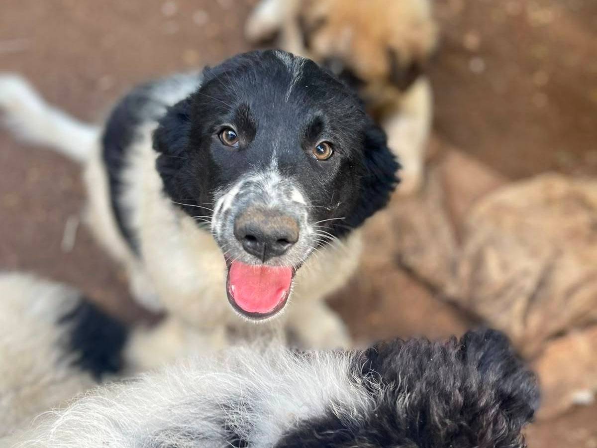 Adozione cane, femmina, Razza sconosciuta Razza sconosciuta, 2 mesi, taglia media, Frosinone