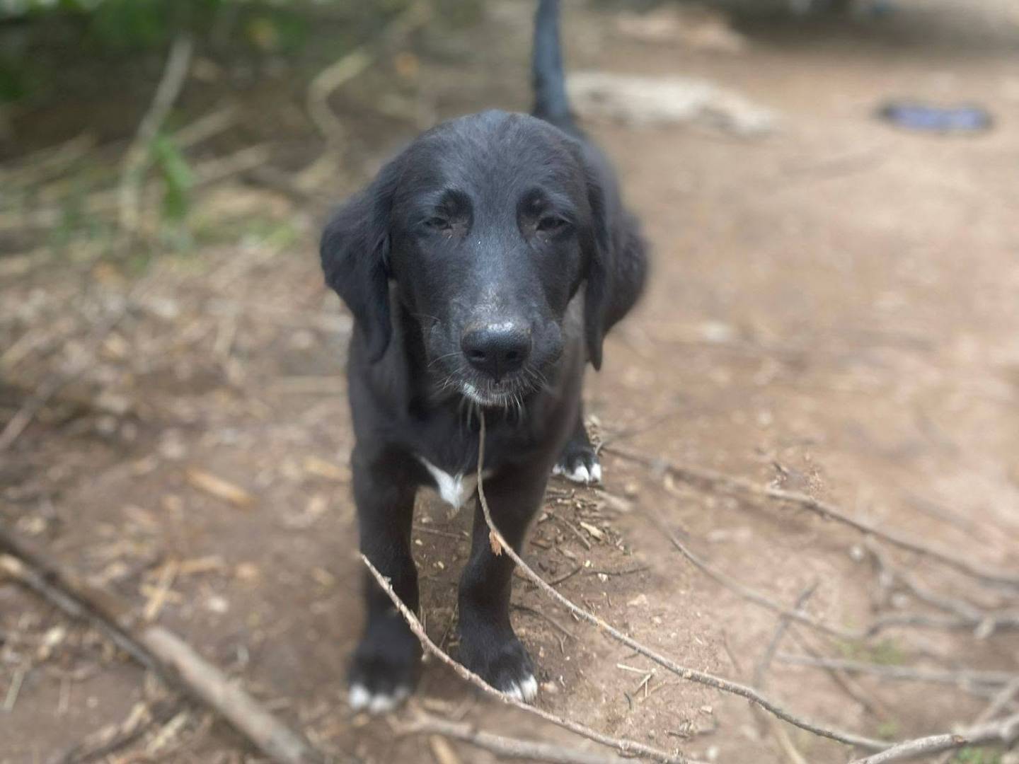 Adotta un cane, taglia media, maschio, Frosinone