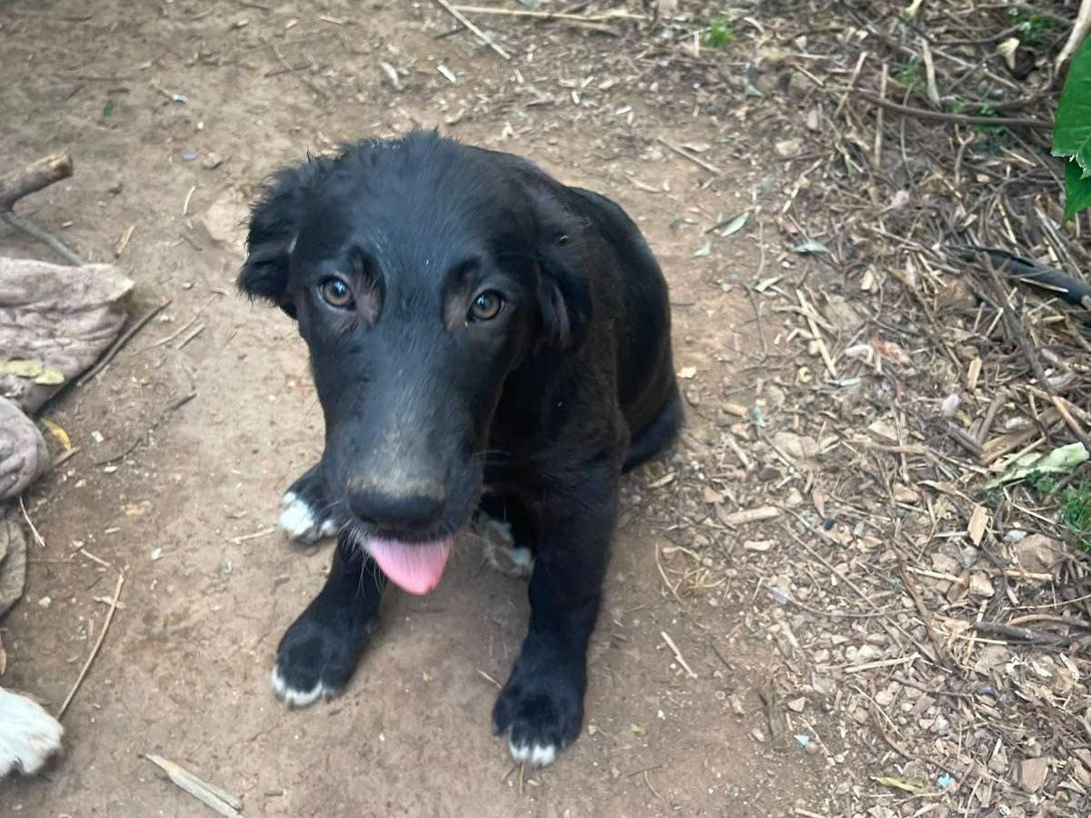 Vuoi adottare un cane a Frosinone?