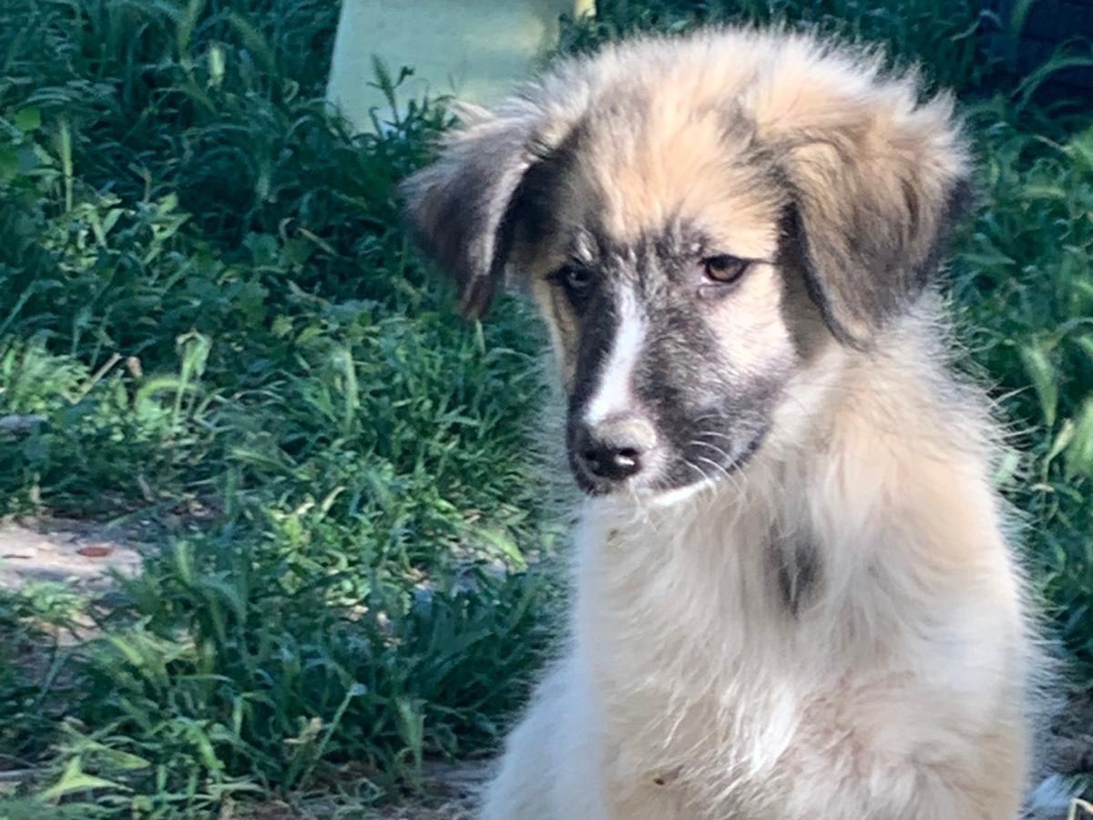 Vuoi adottare un cane a Parma?