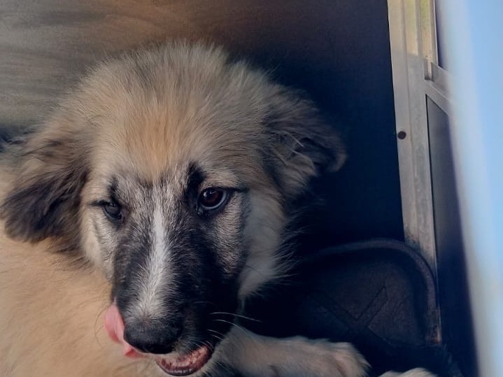 Adotta il cane Oliver a Parma