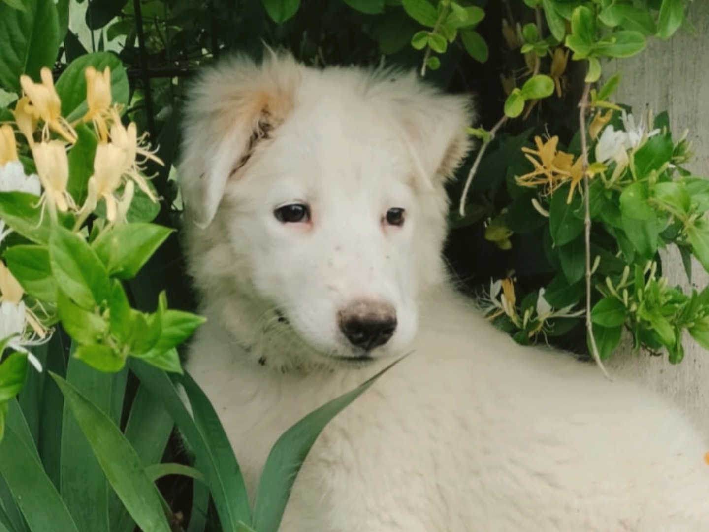 Adozione cane, femmina, Razza sconosciuta Razza sconosciuta, 3 mesi, taglia media, Parma
