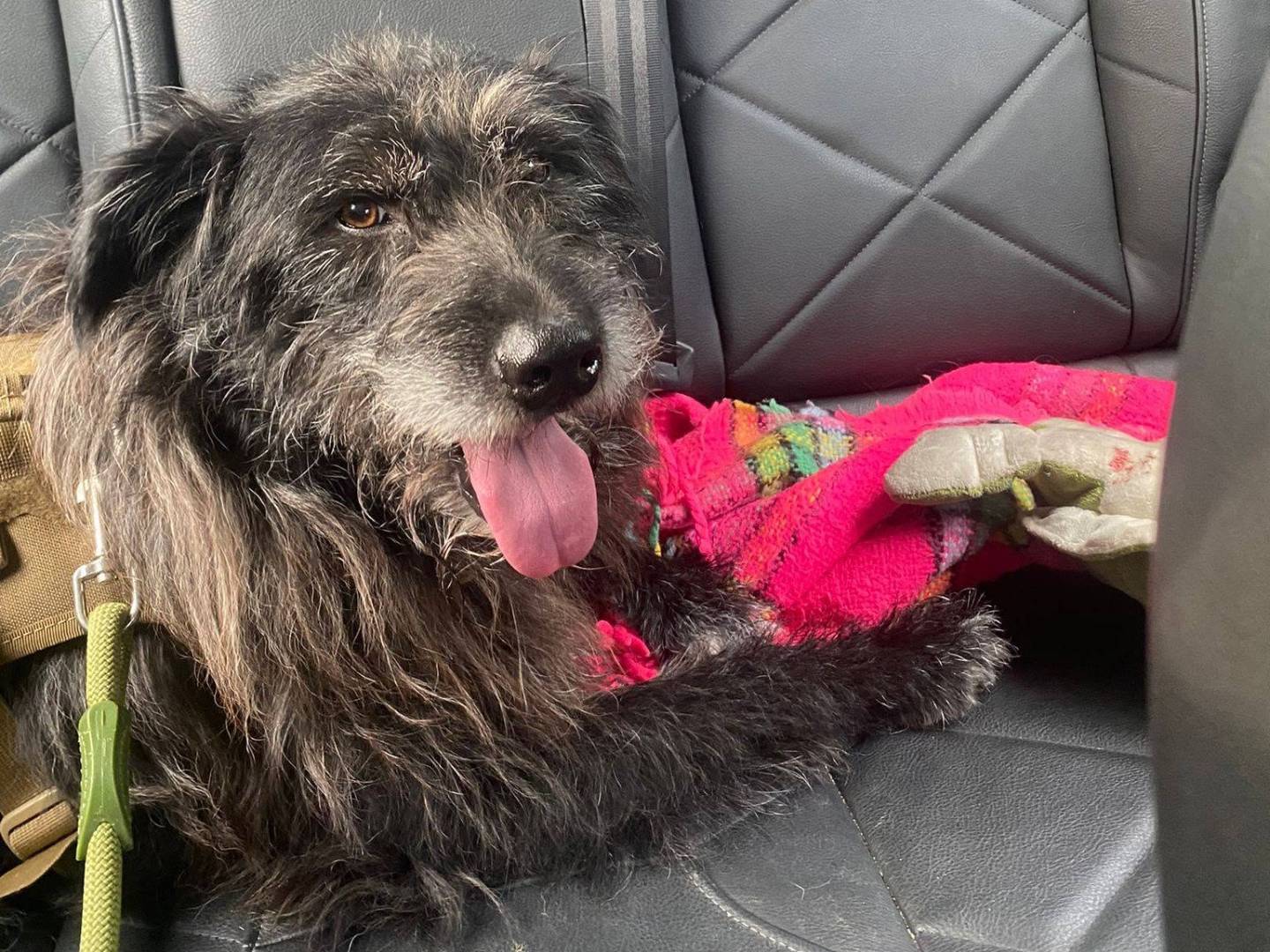 Adotta un cane, taglia media, maschio, Biella
