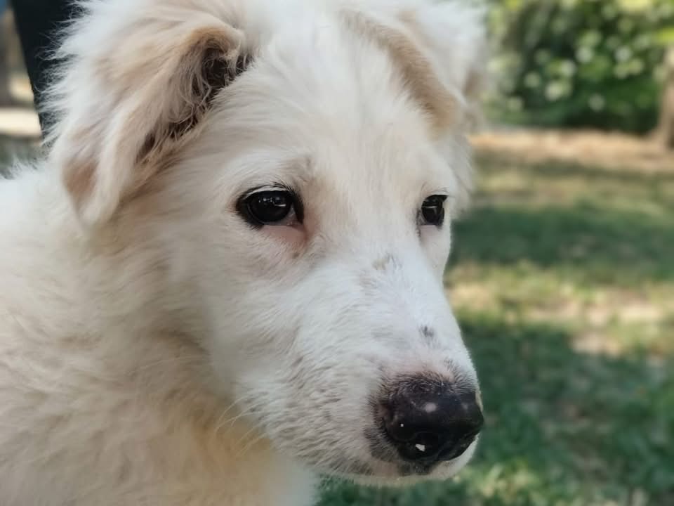 Adotta un cane, taglia media, femmina, Parma