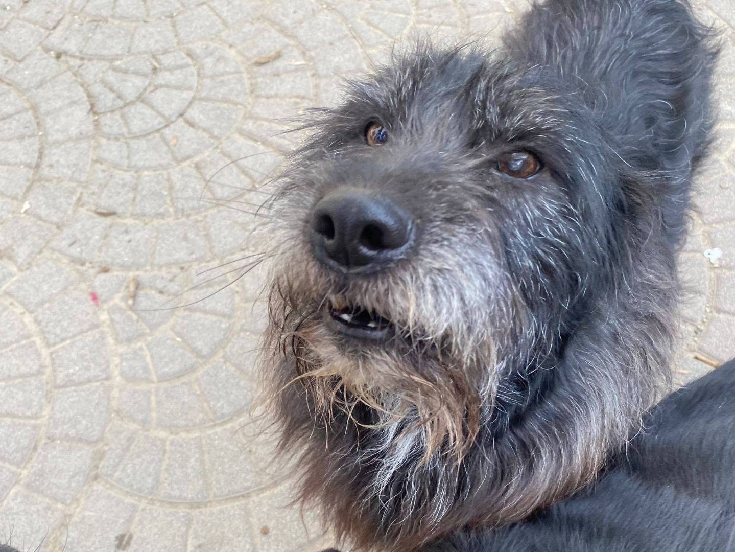 Vuoi adottare un cane a Biella?