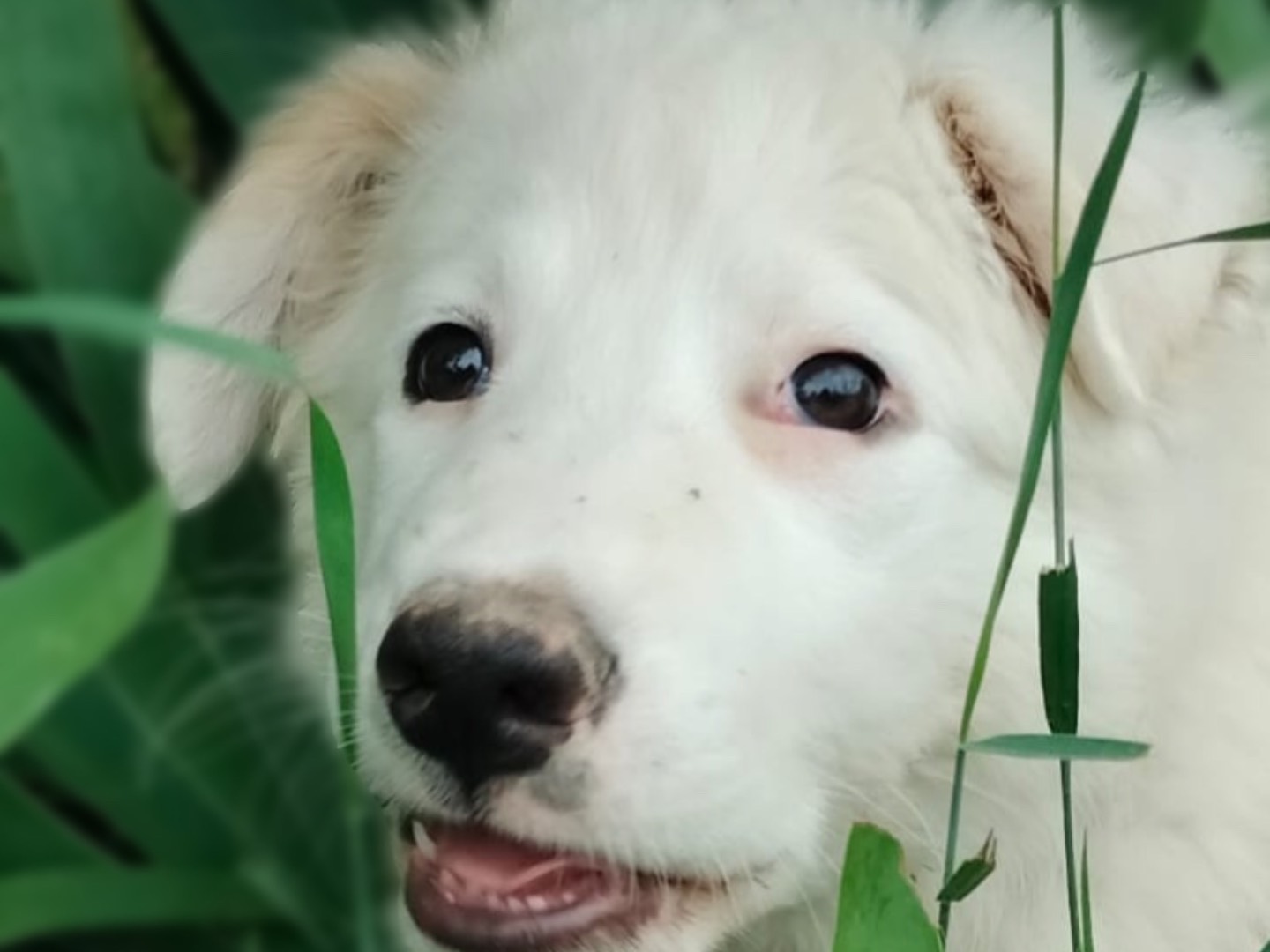 Vuoi adottare un cane a Parma?