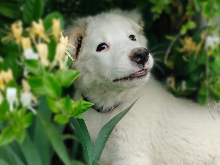 Adotta il cane Apple a Parma