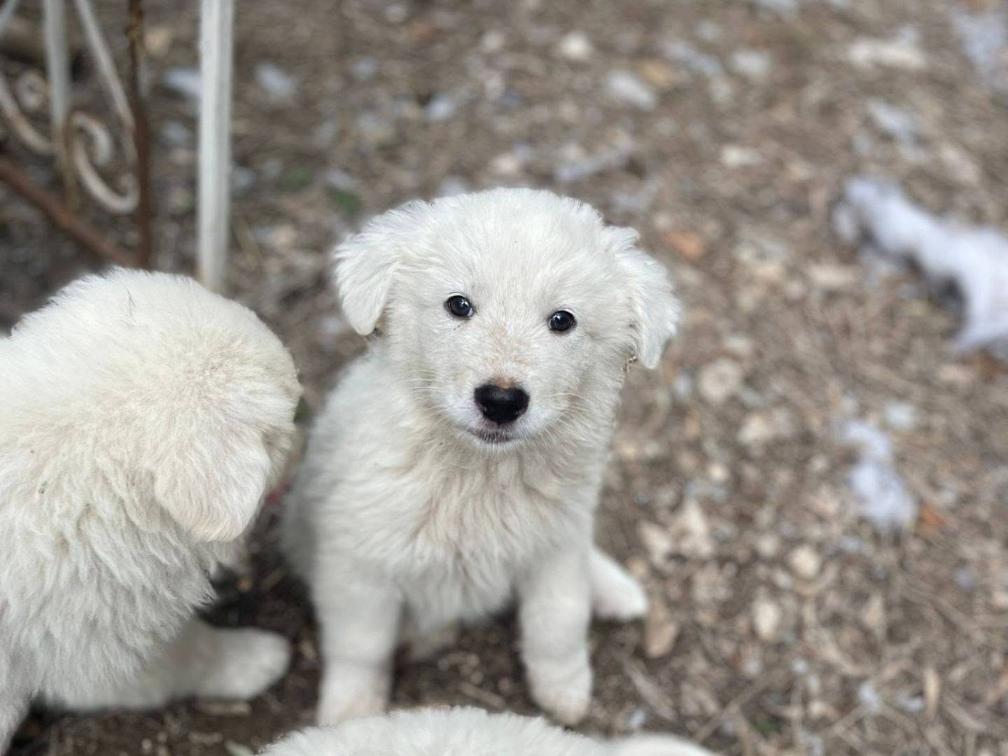 Adotta un cane, femmina, 2 mesi, Frosinone