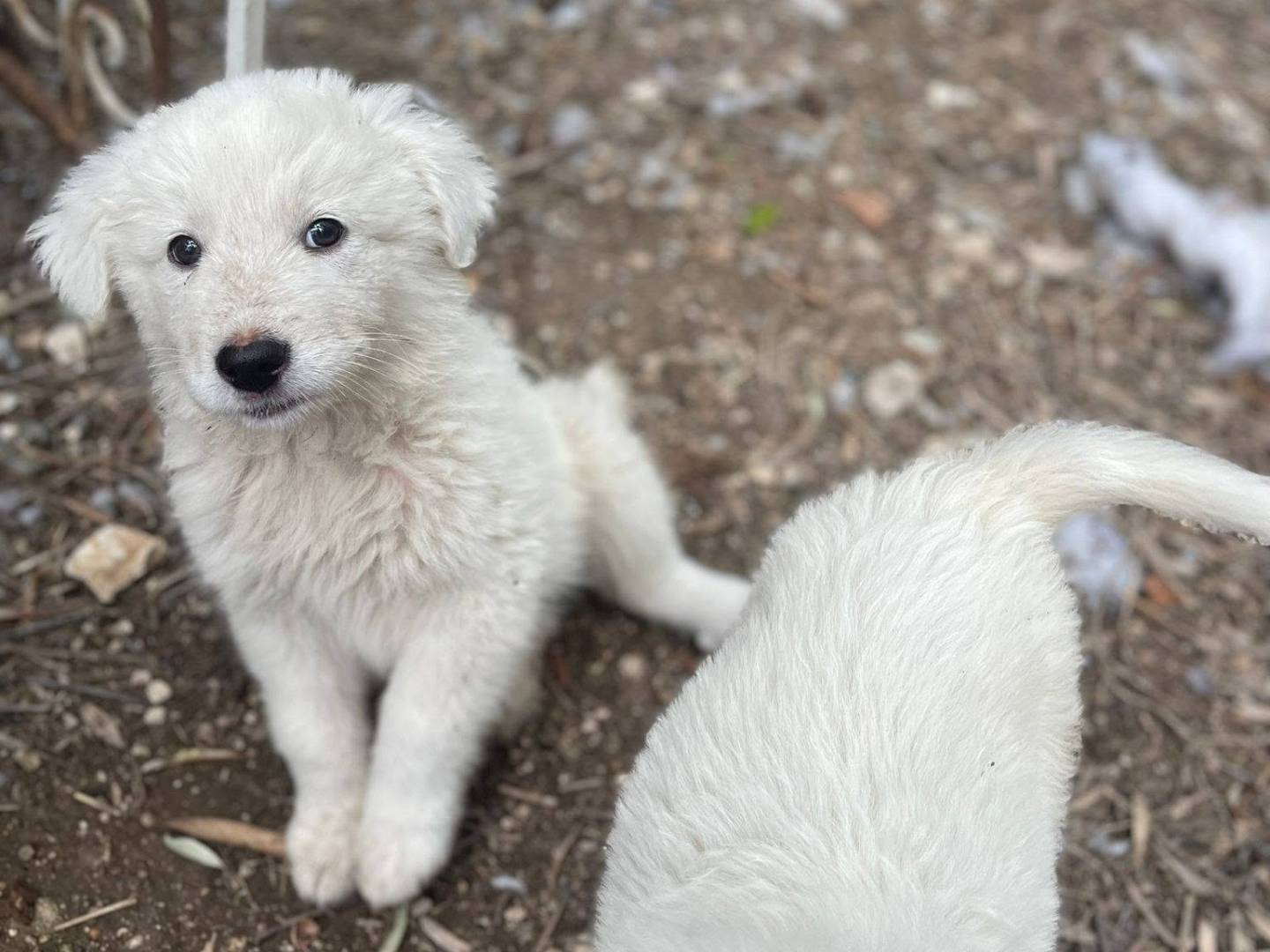 Adotta un cane, taglia media, femmina, Frosinone