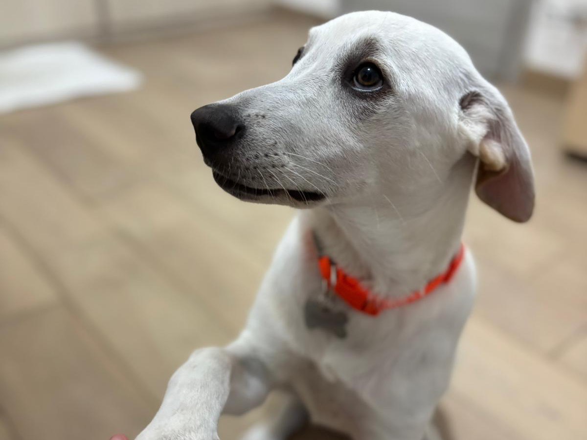 Adotta un cane, femmina, 6 mesi, Savona
