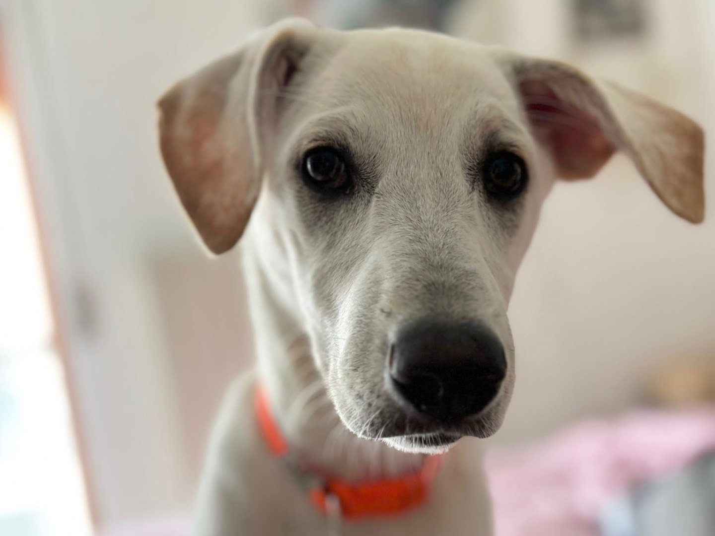 Adotta un cane, taglia media, femmina, Savona