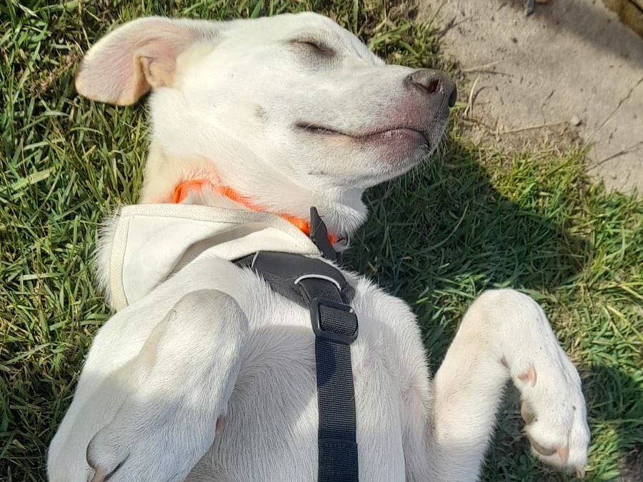 Vuoi adottare un cane a Savona?