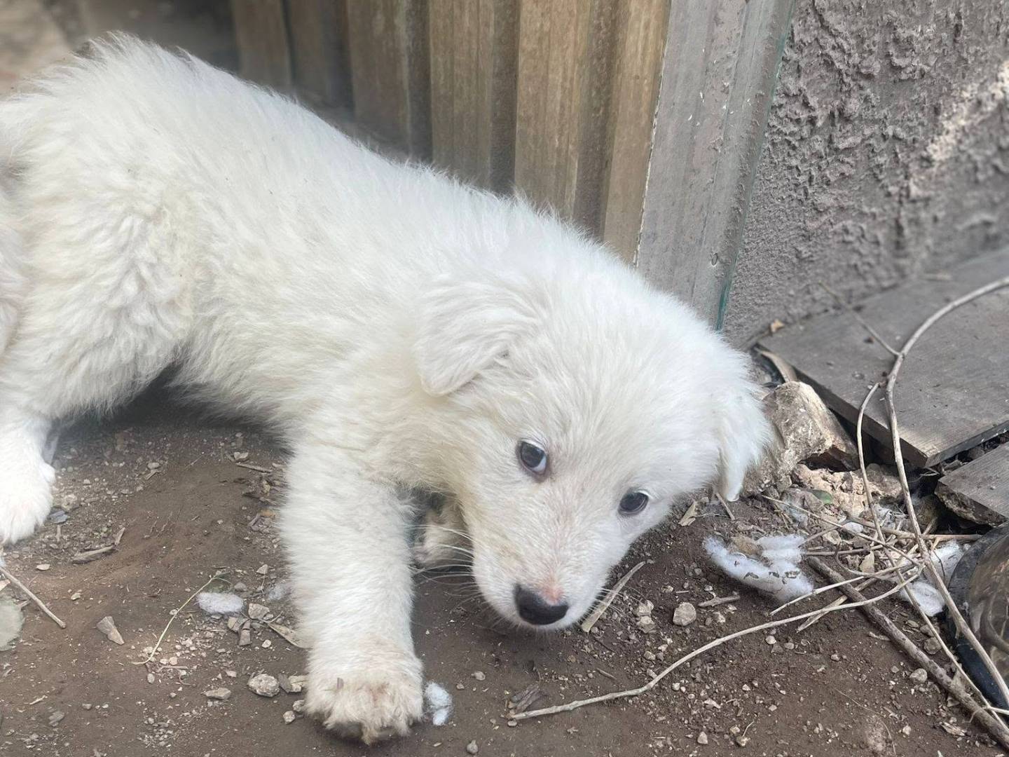 Vuoi adottare un cane a Frosinone?