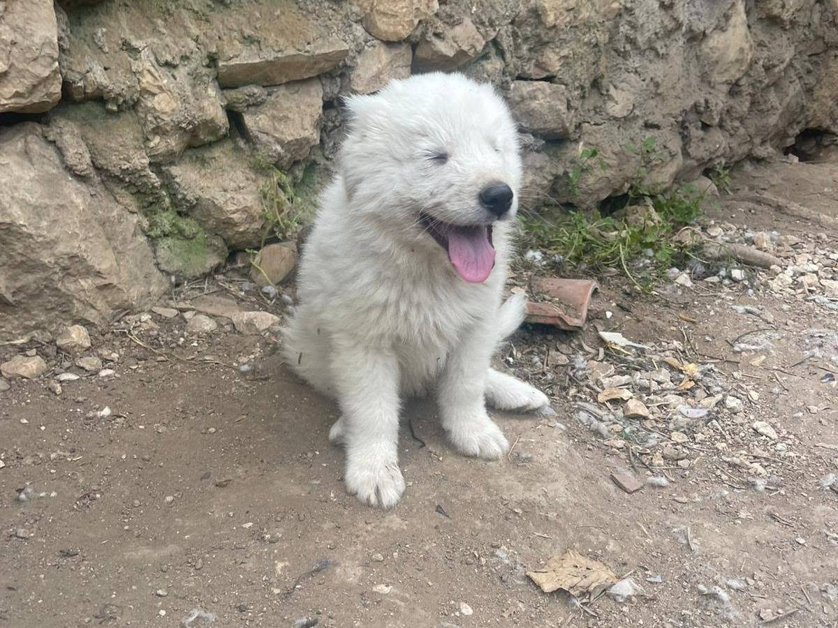 Adotta il cane Beppe a Frosinone