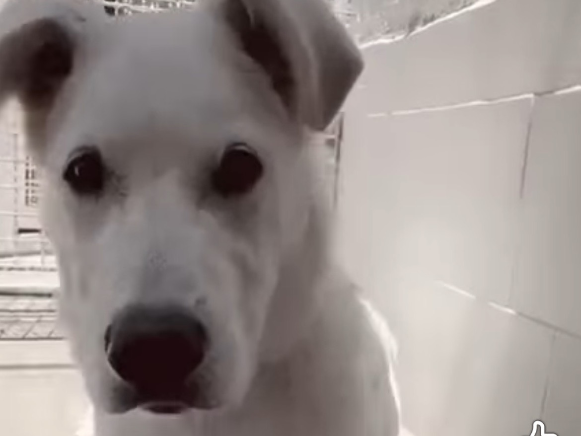 Vuoi adottare un cane a Caserta?
