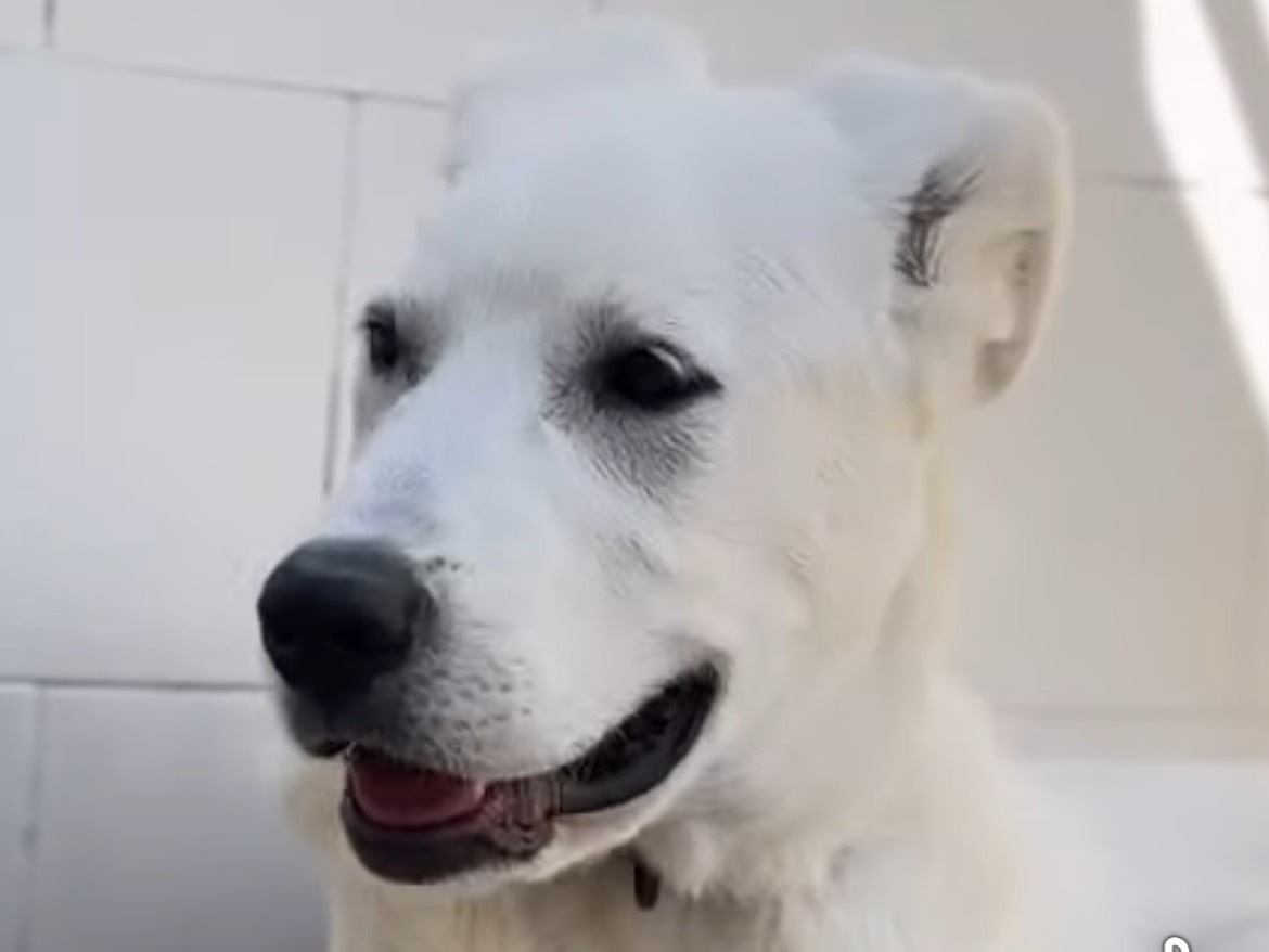 Adotta il cane MAX WHITE a Caserta