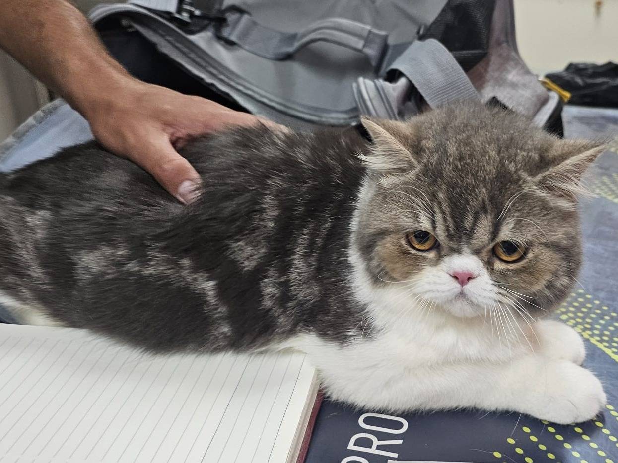 Adotta un gatto, maschio, 7 mesi, Varese