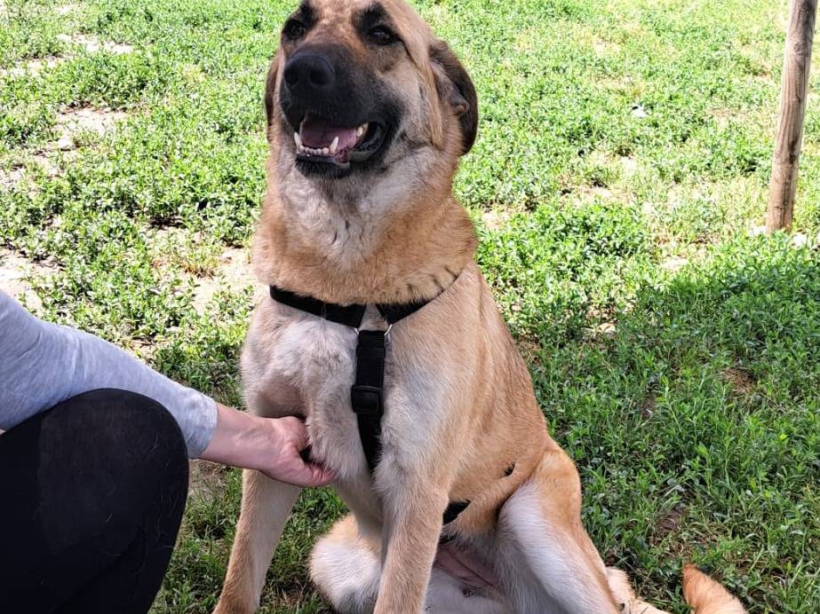 Adotta un cane, taglia grande, femmina, Milano