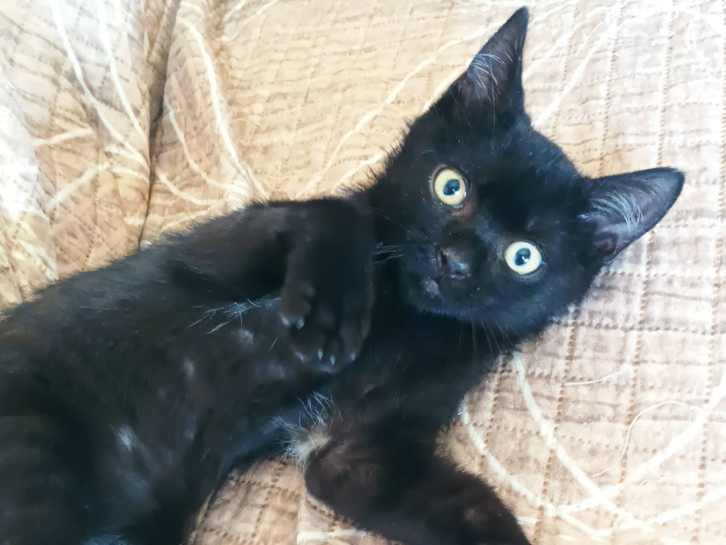 Adotta un gatto, taglia non valida, maschio, Latina