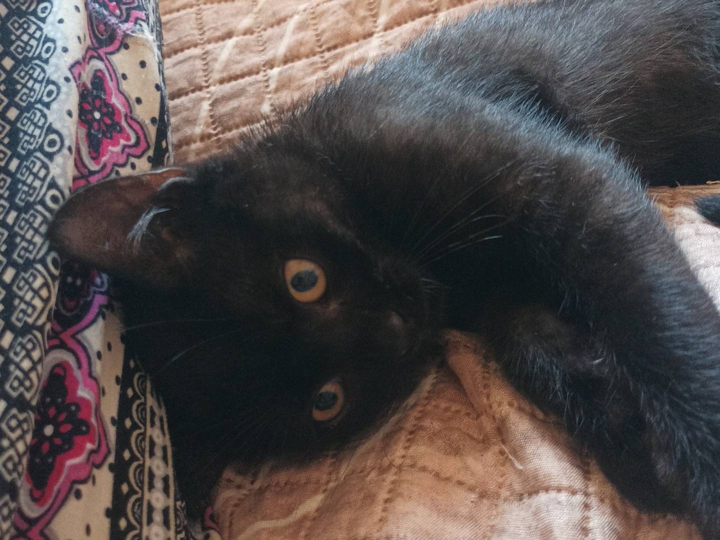 Vuoi adottare un gatto a Latina?