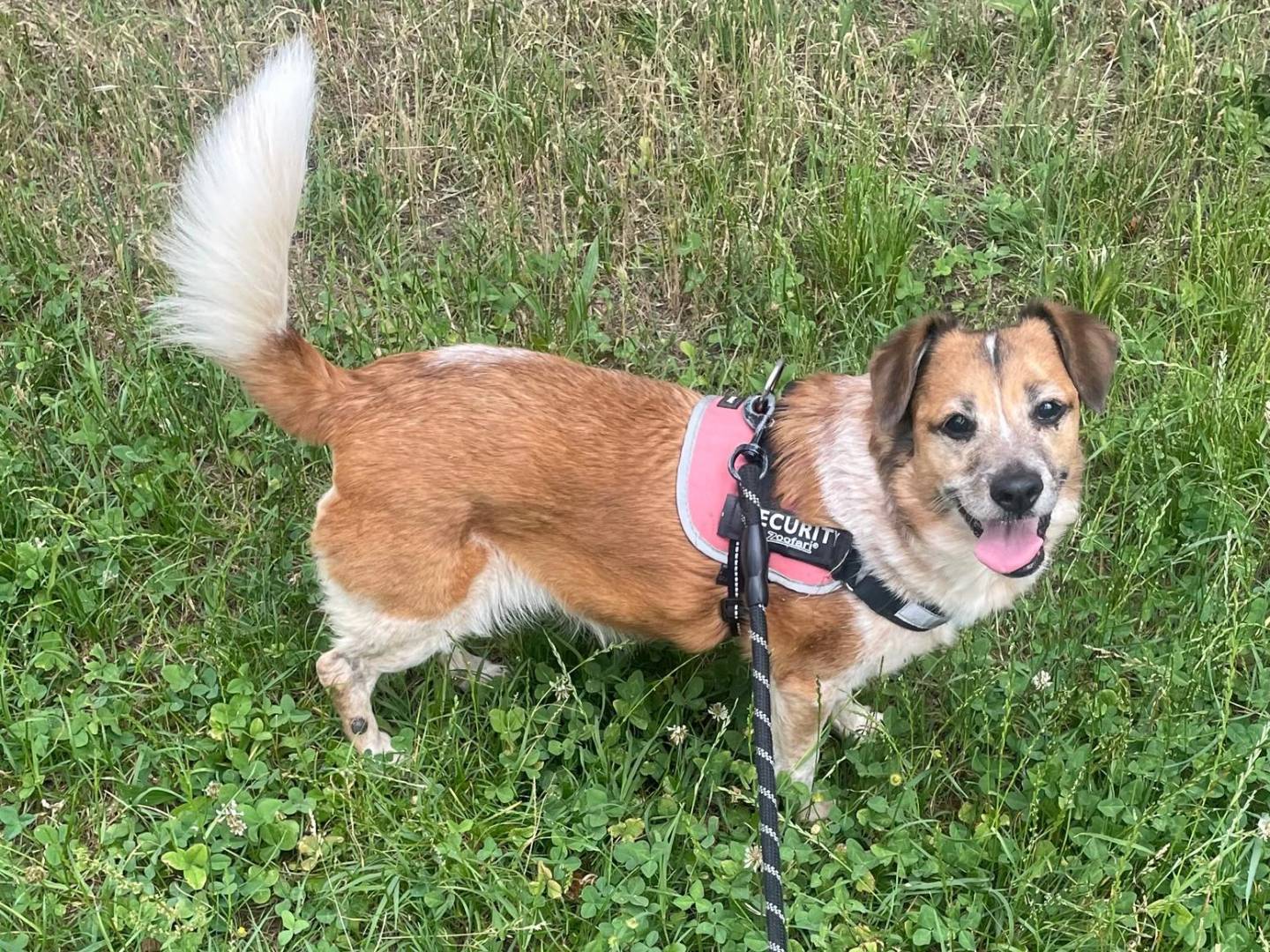 Adozione cane, femmina, Razza sconosciuta Razza sconosciuta, 10 anni e 6 mesi, taglia media contenuta, Milano