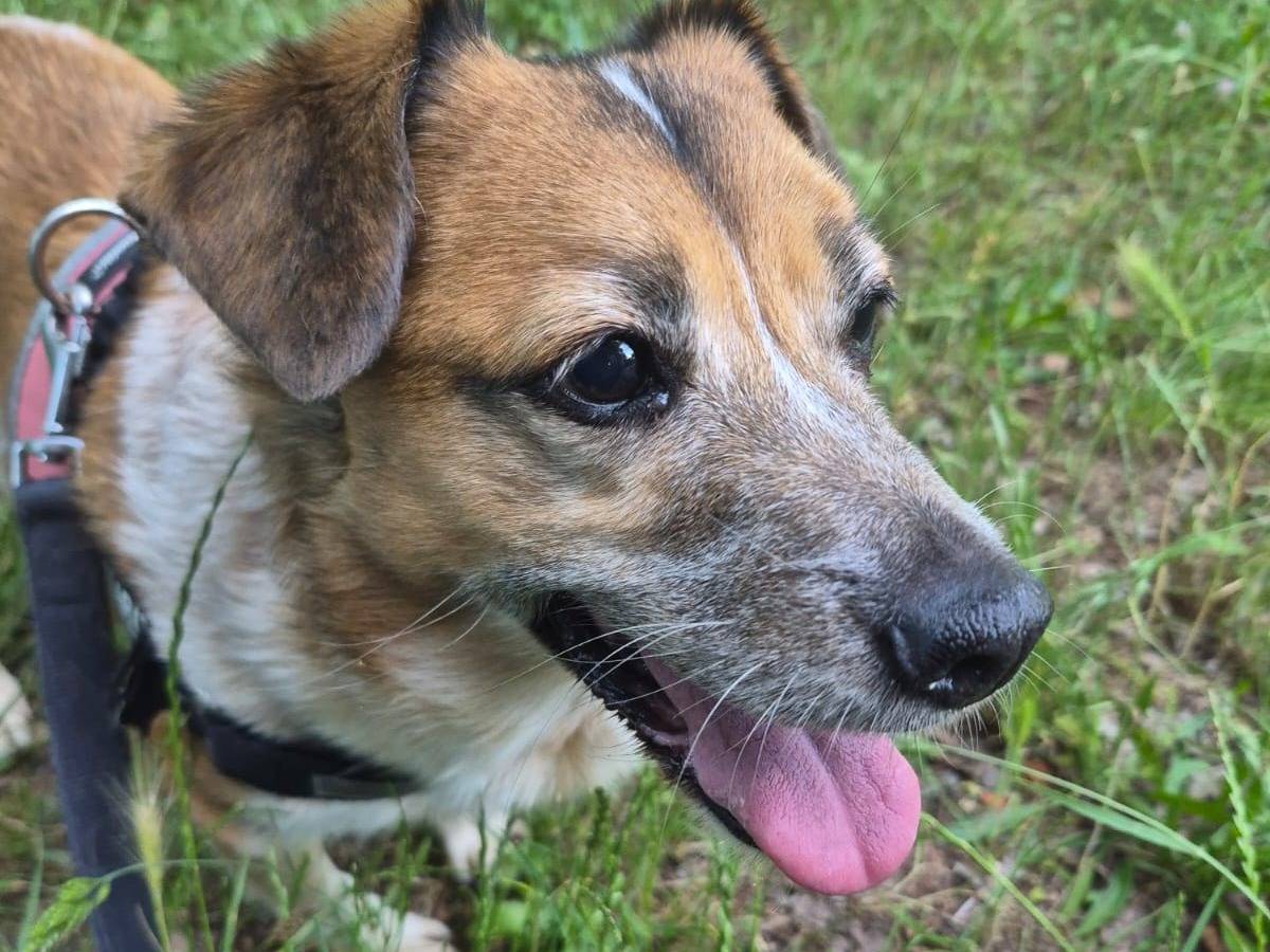 Adotta un cane, femmina, 10 anni e 6 mesi, Milano