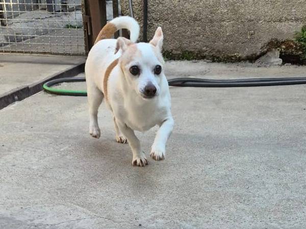 Adozione cane, maschio, Razza sconosciuta Razza sconosciuta, 15 anni e 6 mesi, taglia piccola, Milano