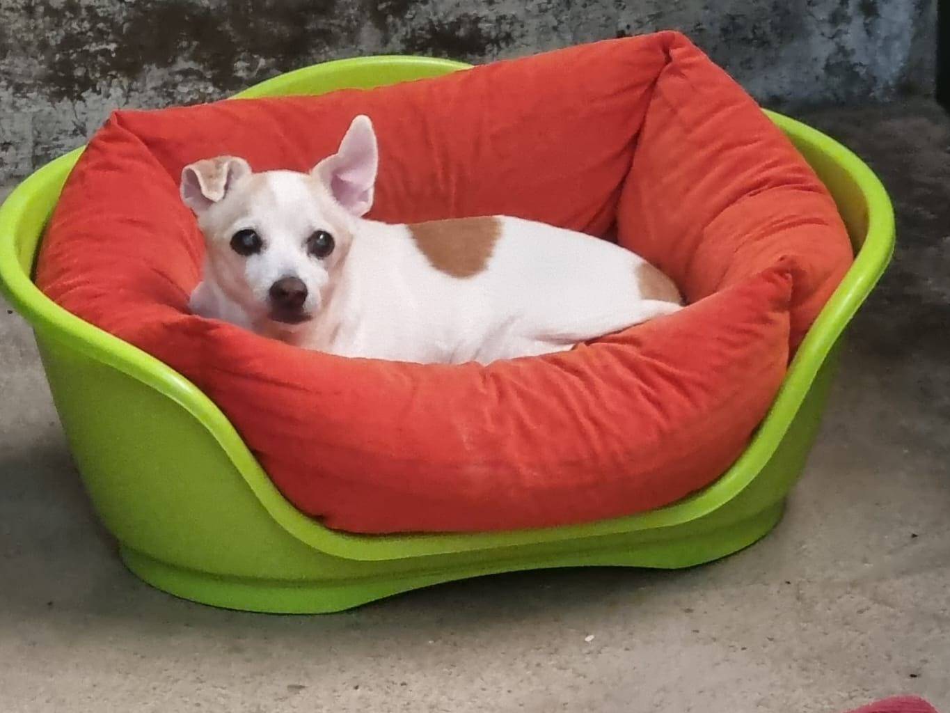 Adotta un cane, maschio, 15 anni e 6 mesi, Milano