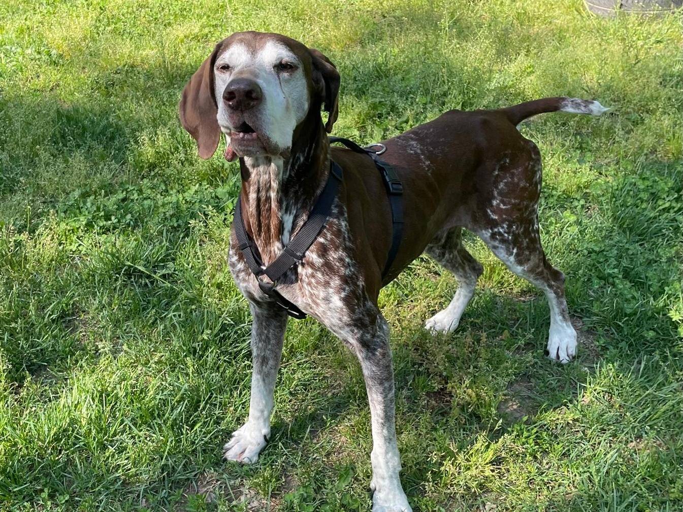 Adozione cane, maschio, Bracco Razza sconosciuta, 11 anni e 1 mese, taglia grande, Milano