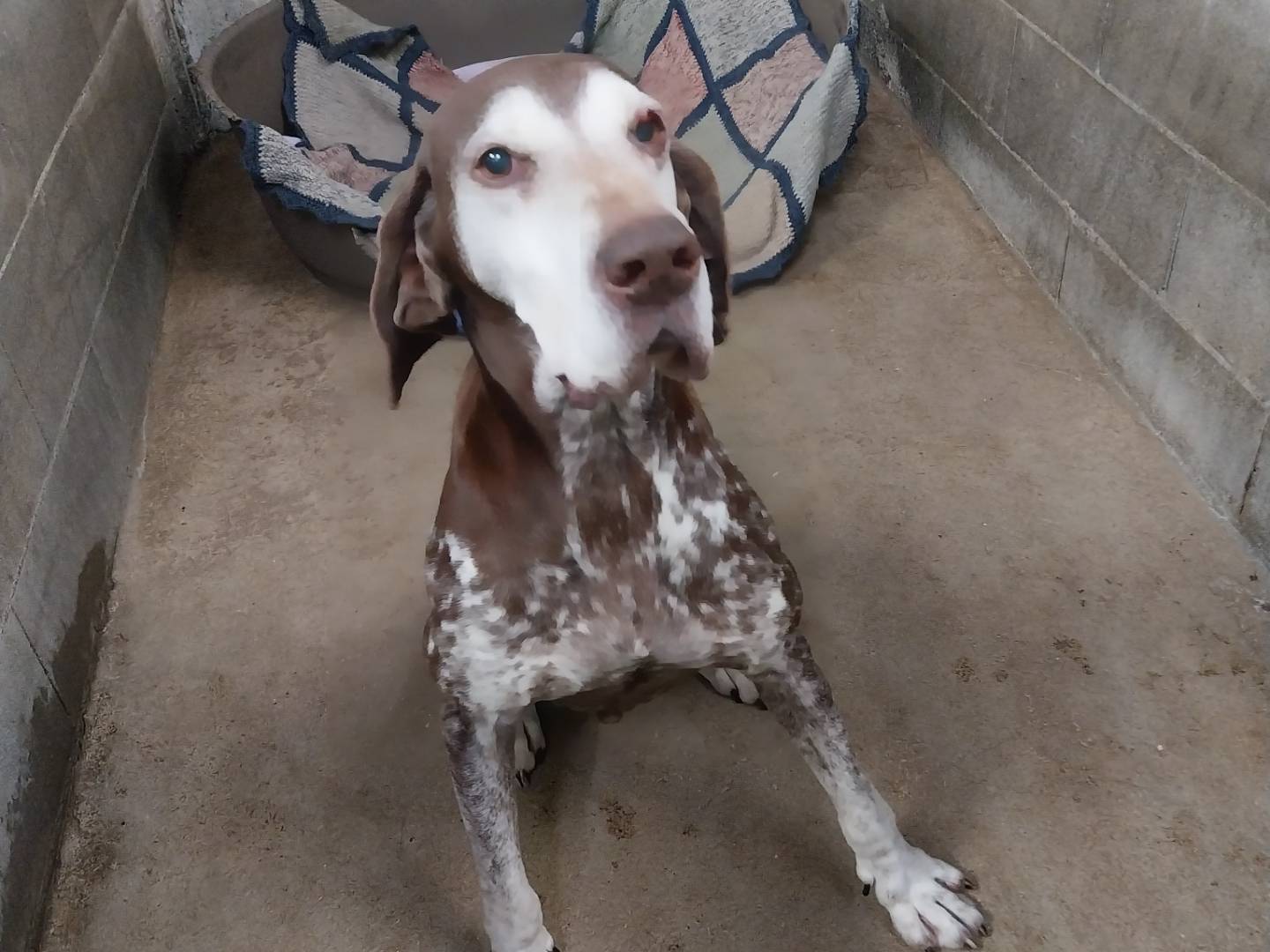 Adotta un cane, maschio, 11 anni e 1 mese, Milano