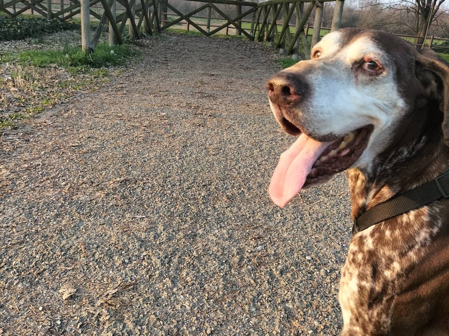 Adotta un cane, taglia grande, maschio, Milano