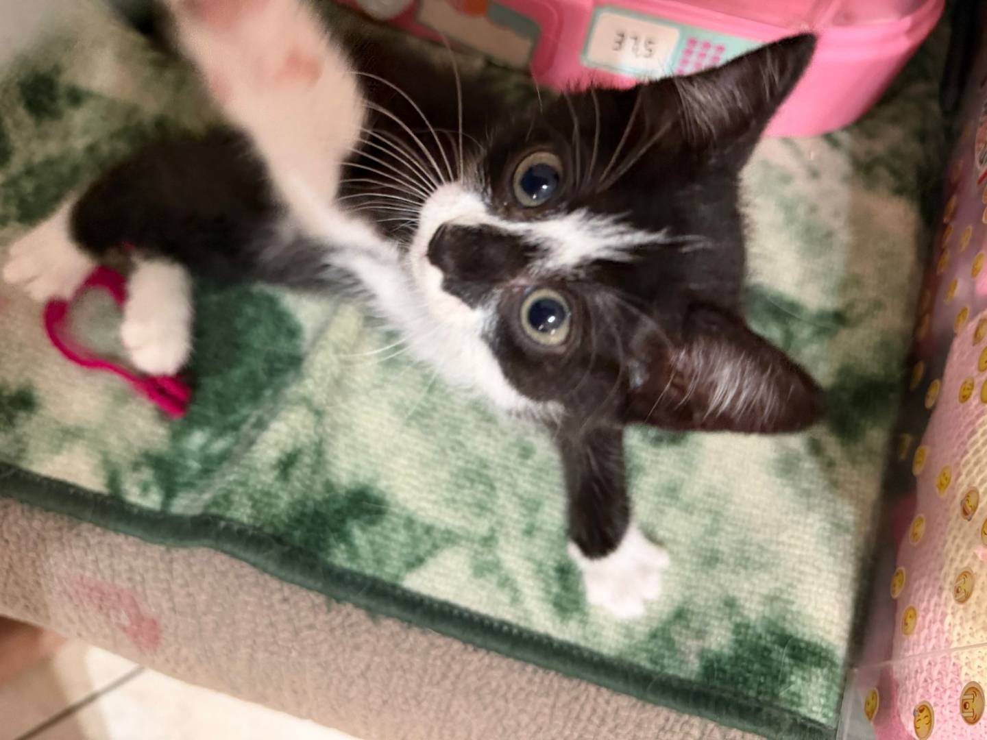 Adozione gatto, femmina, Razza sconosciuta Razza sconosciuta, 2 mesi, taglia non valida, Firenze