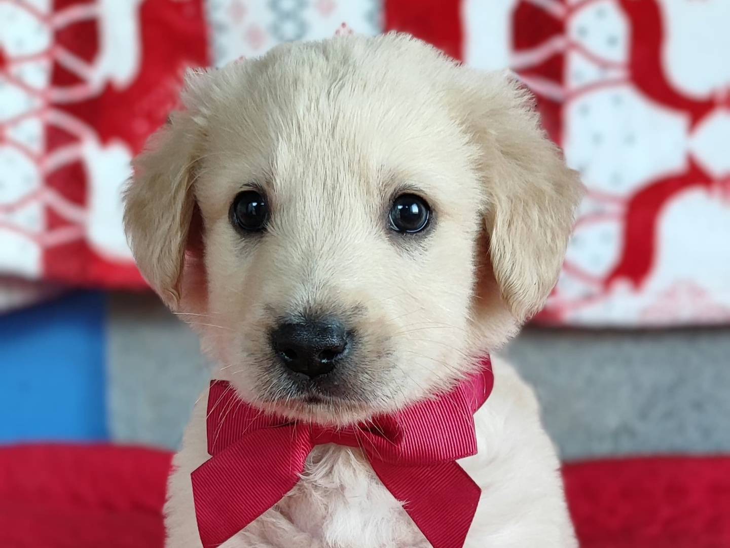 Adozione cane, maschio, Pastore maremmano Golden Retriever, 2 mesi, taglia grande, Como