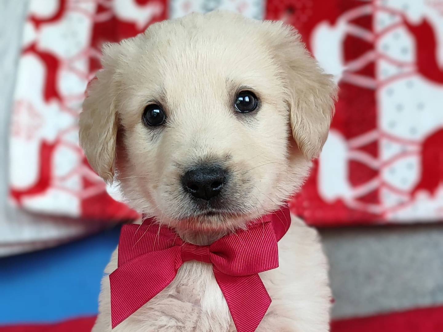 Adotta un cane, maschio, 2 mesi, Como