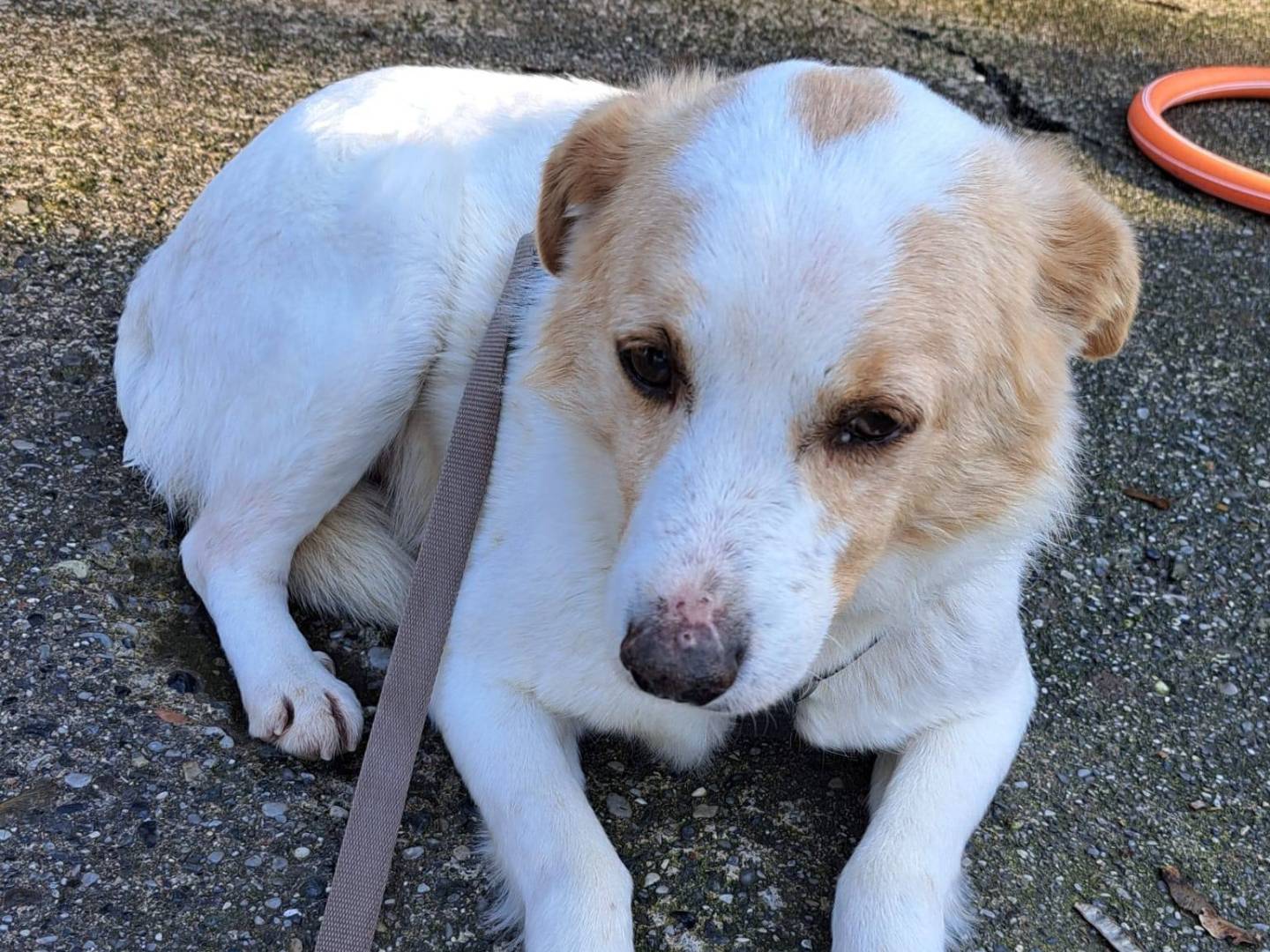 Adozione cane, maschio, Razza sconosciuta Razza sconosciuta, 1 anno e 5 mesi, taglia media contenuta, Brescia