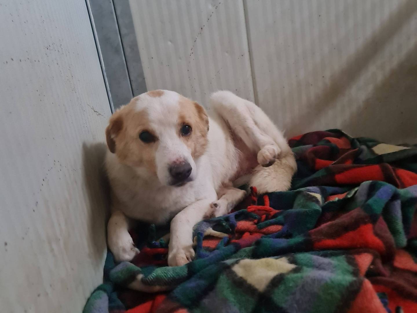Adotta un cane, maschio, 1 anno e 5 mesi, Brescia