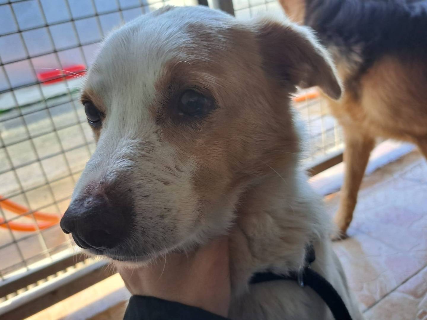 Adotta un cane, taglia media contenuta, maschio, Brescia