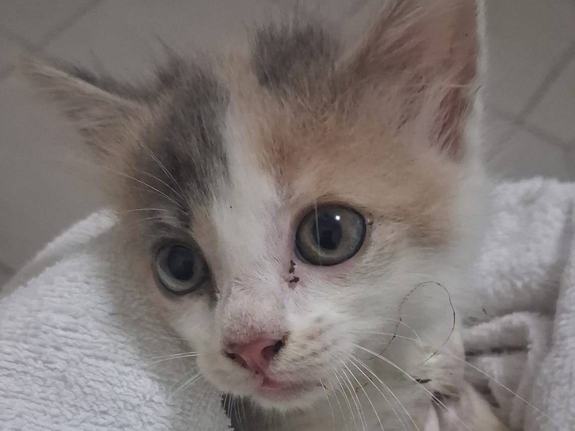 Adozione gatto, femmina, Razza sconosciuta Razza sconosciuta, 3 mesi, taglia non valida, Catanzaro