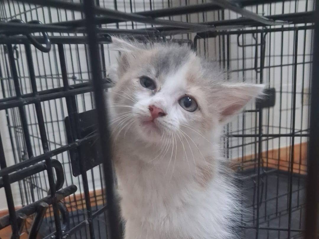 Adotta un gatto, femmina, 3 mesi, Catanzaro