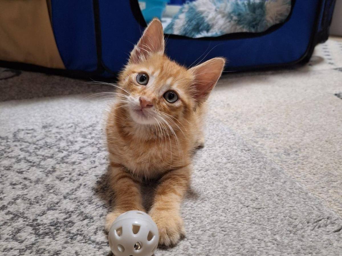 Adozione gatto, maschio, Razza sconosciuta Razza sconosciuta, 2 mesi, taglia non valida, Catanzaro