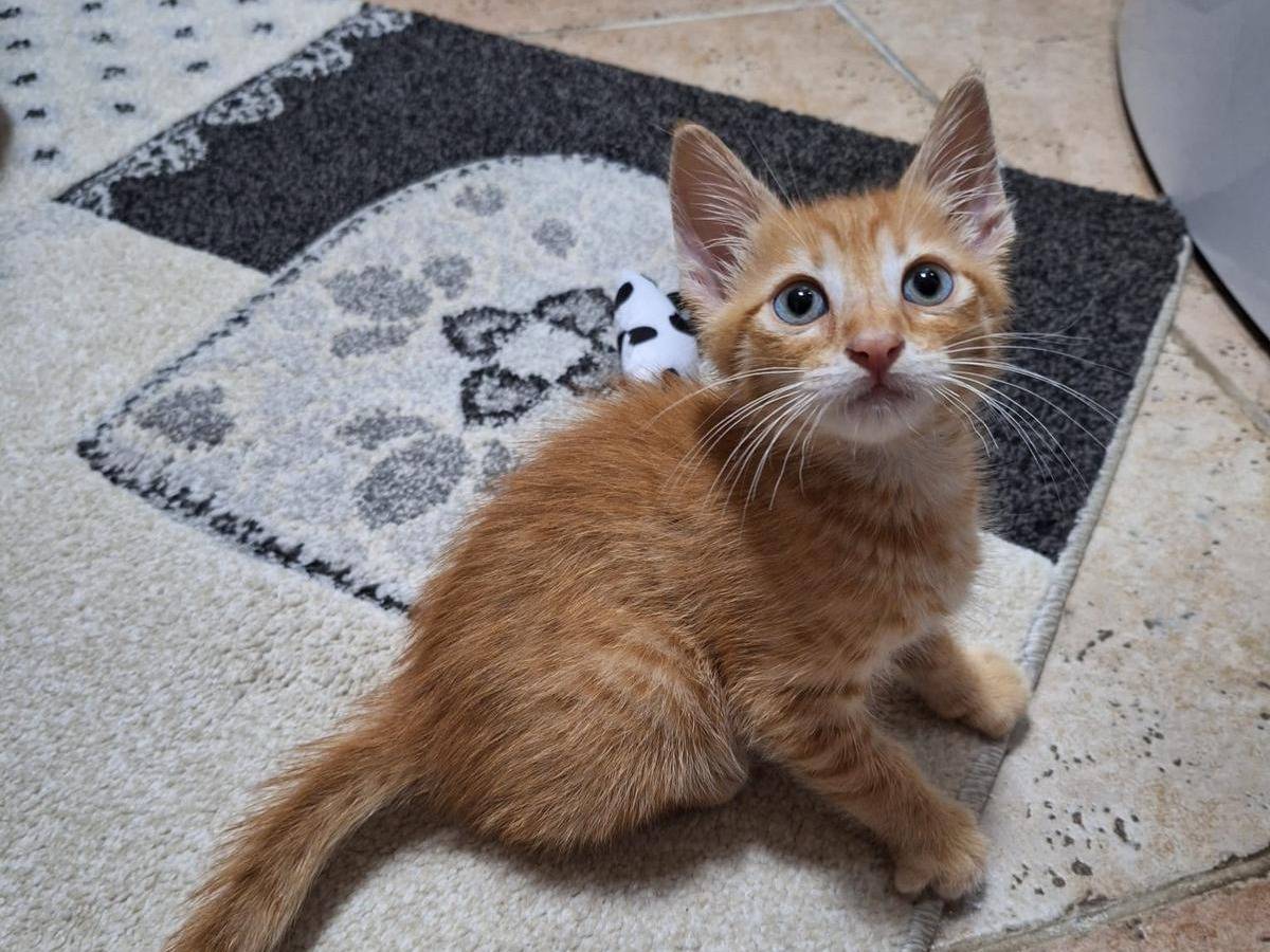 Adotta un gatto, maschio, 2 mesi, Catanzaro