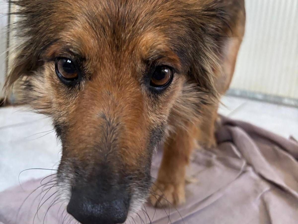 Foto 2 dell'animale
