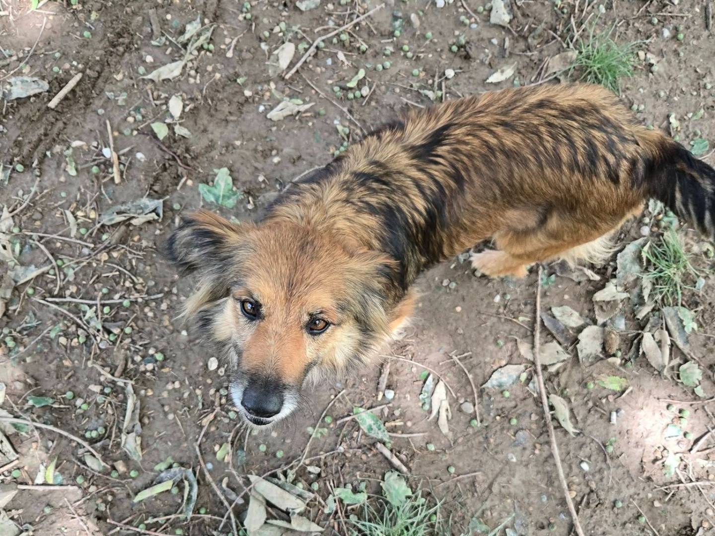 Vuoi adottare un cane a Brescia?