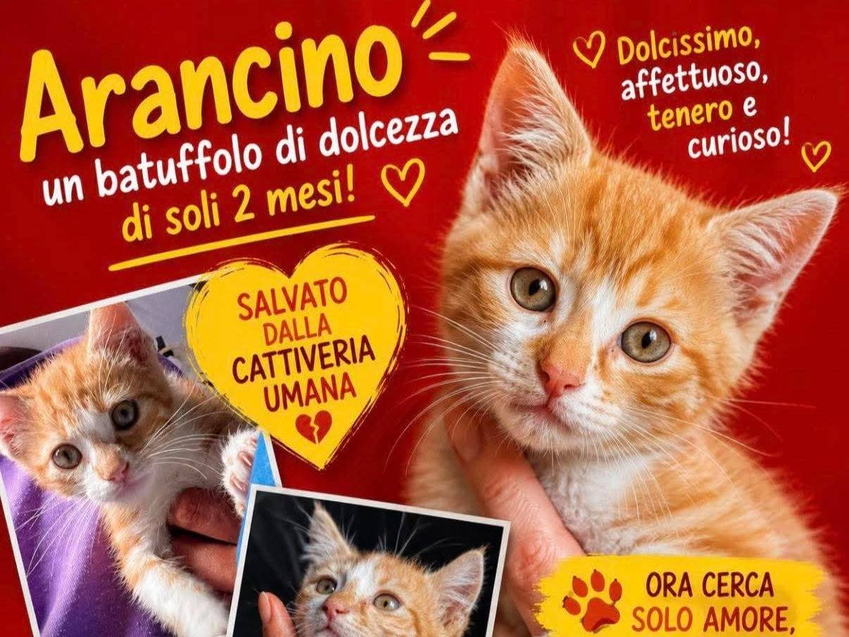 Adozione gatto, maschio, Razza sconosciuta Razza sconosciuta, 3 mesi, taglia non valida, Vibo