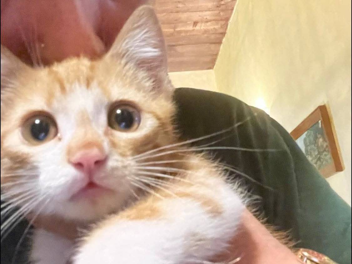 Adotta un gatto, maschio, 3 mesi, Vibo