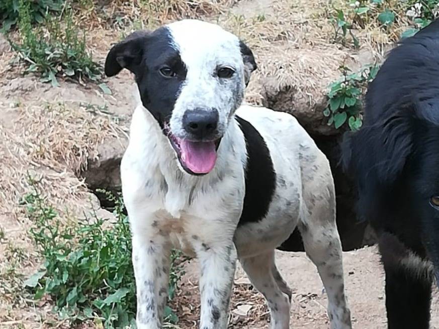 Adotta un cane, taglia media, femmina, Varese
