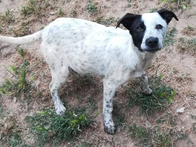 Adozione cane, femmina, Razza sconosciuta Razza sconosciuta, 5 mesi, taglia media, Varese