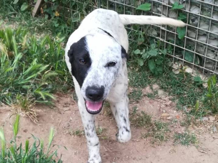 Vuoi adottare un cane a Varese?