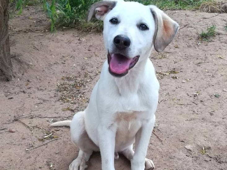 Adozione cane, maschio, Razza sconosciuta Razza sconosciuta, 5 mesi, taglia media, Bologna