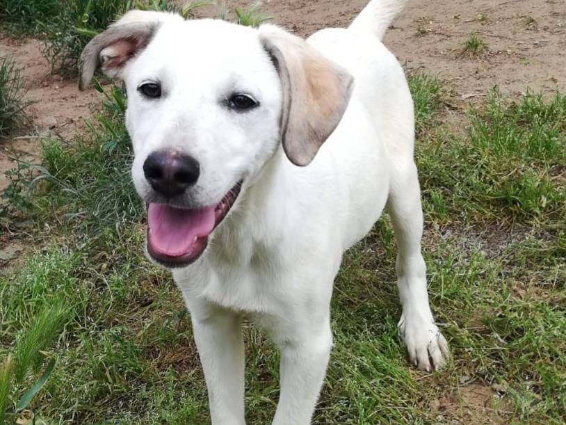 Adotta un cane, maschio, 5 mesi, Bologna